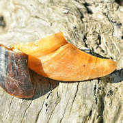 Cow Hooves Chew – Zero Fat Dental Treat