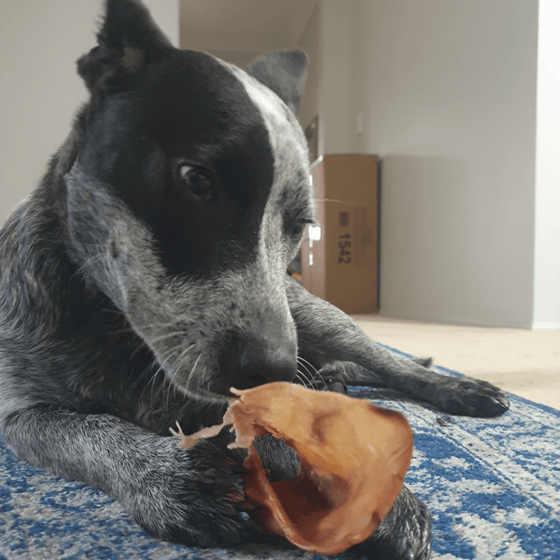 Pig Ears Treats – Aussie Dental Chew & Protein Snack
