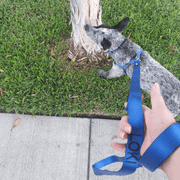 Leads Dog ID Lead - Australian Made