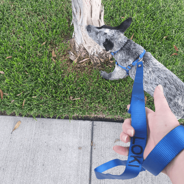 Leads Dog ID Lead - Australian Made