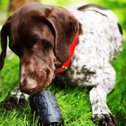Magnum Can Toy (Power Chewers)