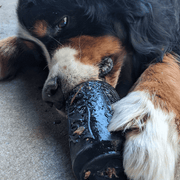 Magnum Can Toy (Power Chewers)