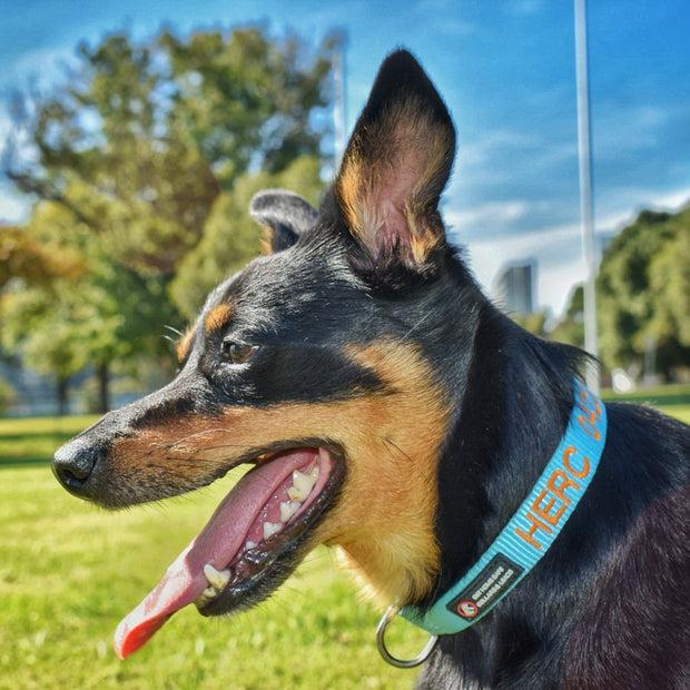 Originals Dog ID Collar - Australian Made