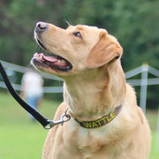 Originals Dog ID Collar - Australian Made