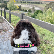 Originals Dog ID Collar - Australian Made