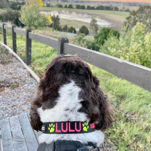 Originals Dog ID Collar - Australian Made