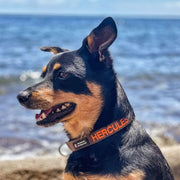 Originals Dog ID Collar - Australian Made