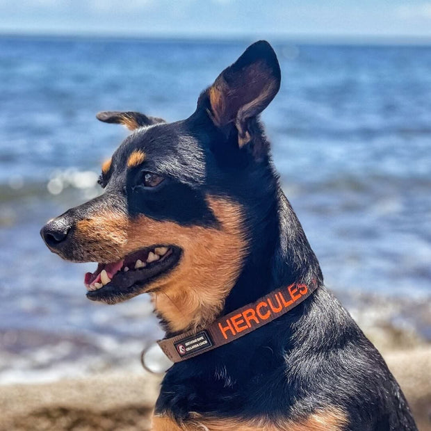 Originals Dog ID Collar - Australian Made