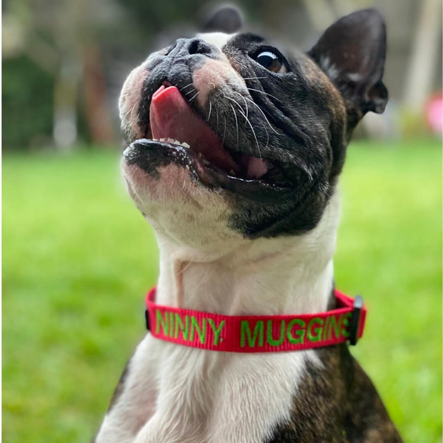 Originals Dog ID Collar - Australian Made