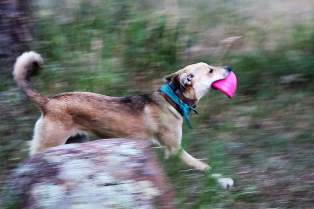 Puppy Bottle Top Flyer