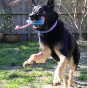 Rocket Pop Dental and Retrieving Toy