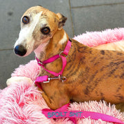 Slip on Martingale Identification Collar - Australian Made