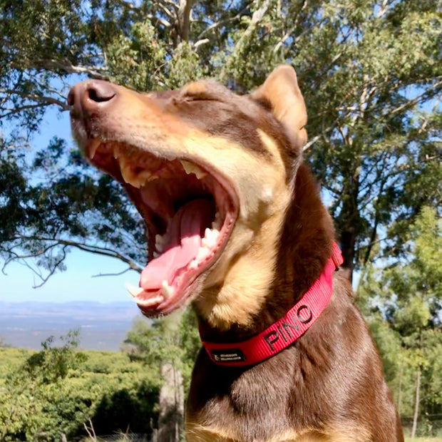 Slip on Martingale Identification Collar - Australian Made