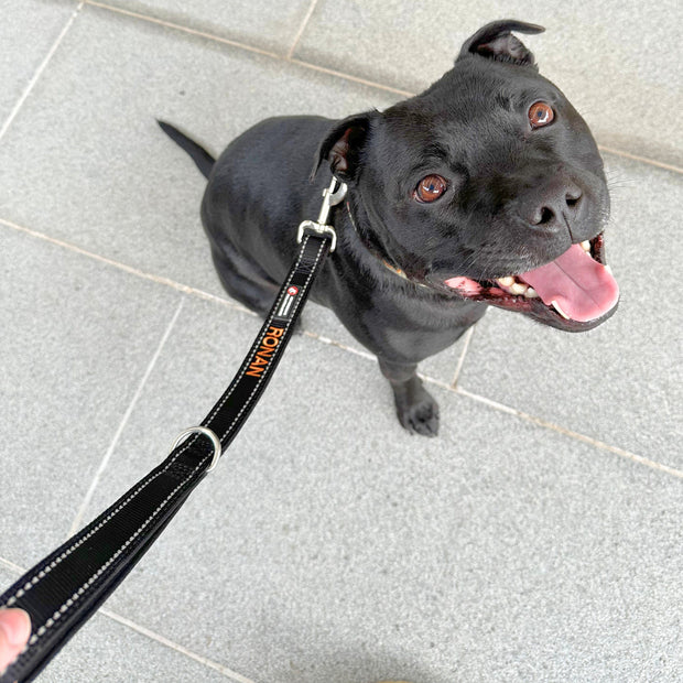 Training Leads For Dogs - 50cm Length - Australian Made