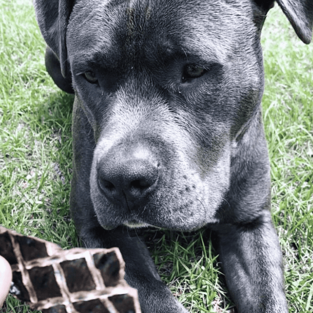 Beef Liver Dog Treats – Aussie Made, High‑Protein