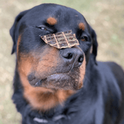 Beef Liver Dog Treats – Aussie Made, High‑Protein