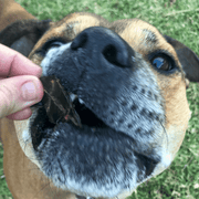 Beef Liver Dog Treats – Aussie Made, High‑Protein